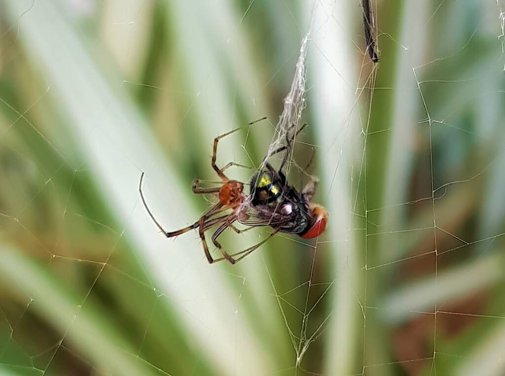 Male Australian Golden Orb Weaver Spider (Trichonephila edulis) with fly, Alice Springs NT