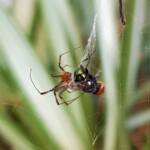 Male Australian Golden Orb Weaver Spider (Trichonephila edulis) with fly, Alice Springs NT