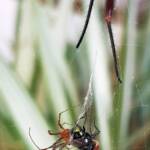 Male Australian Golden Orb Weaver Spider (Trichonephila edulis) with fly, Alice Springs NT