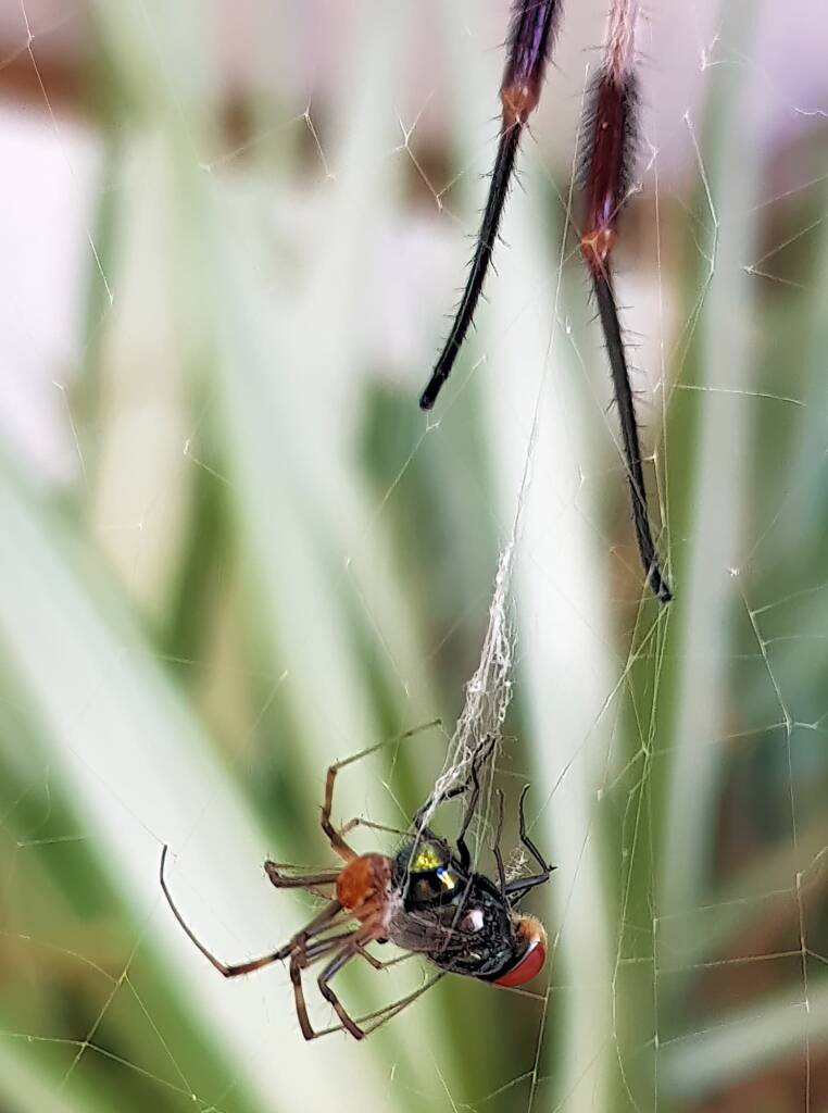 Male Australian Golden Orb Weaver Spider (Trichonephila edulis) with fly, Alice Springs NT