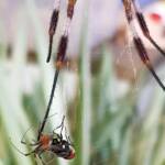 Male Australian Golden Orb Weaver Spider (Trichonephila edulis) with fly, Alice Springs NT