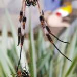 Male and female Australian Golden Orb Weaver Spider (Trichonephila edulis) with fly, Alice Springs NT
