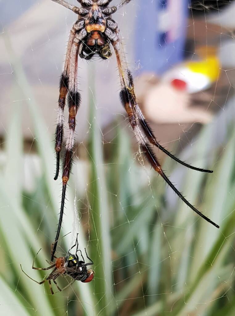 Male and female Australian Golden Orb Weaver Spider (Trichonephila edulis) with fly, Alice Springs NT