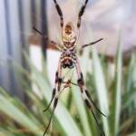 Australian Golden Orb Weaver Spider (Trichonephila edulis) female and male with prey (fly), Alice Springs NT