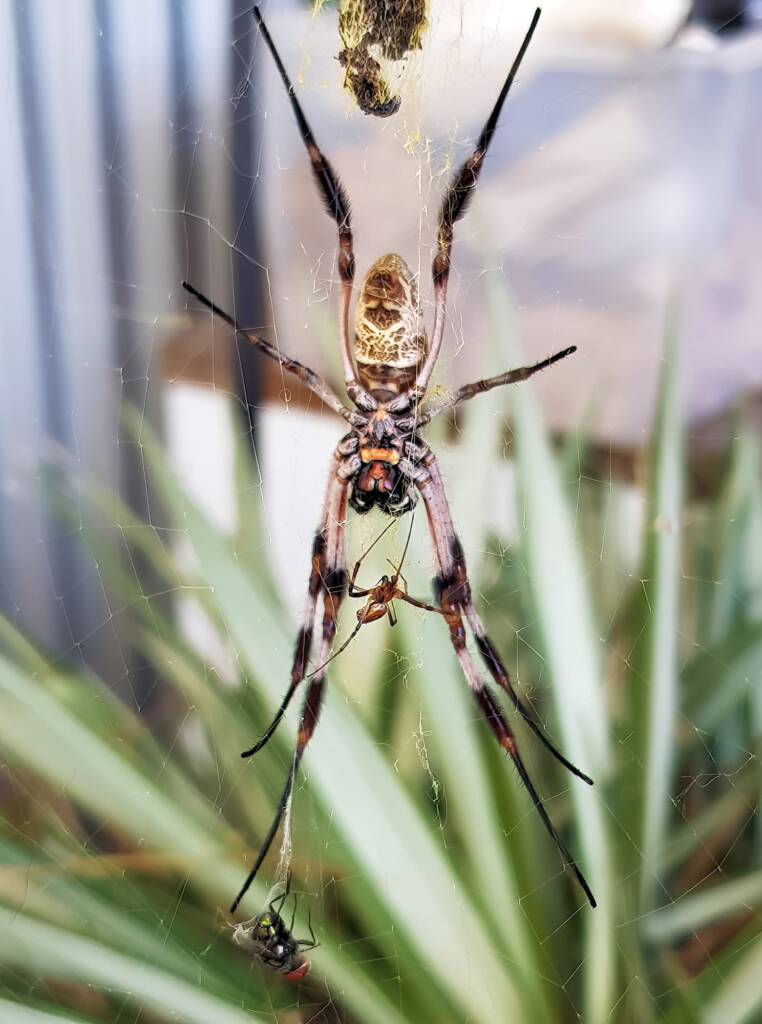 Australian Golden Orb Weaver Spider (Trichonephila edulis) female and male with prey (fly), Alice Springs NT