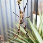 Australian Golden Orb Weaver Spider (Trichonephila edulis) female and male with prey (fly), Alice Springs NT