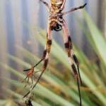 Male and female Australian Golden Orb Weaver Spider (Trichonephila edulis) with fly, Alice Springs NT