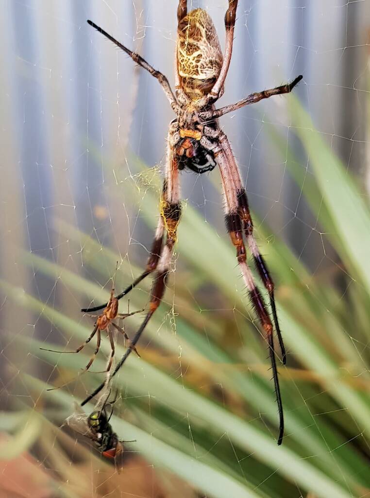 Male and female Australian Golden Orb Weaver Spider (Trichonephila edulis) with fly, Alice Springs NT