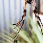 Male and female Australian Golden Orb Weaver Spider (Trichonephila edulis) with fly, Alice Springs NT