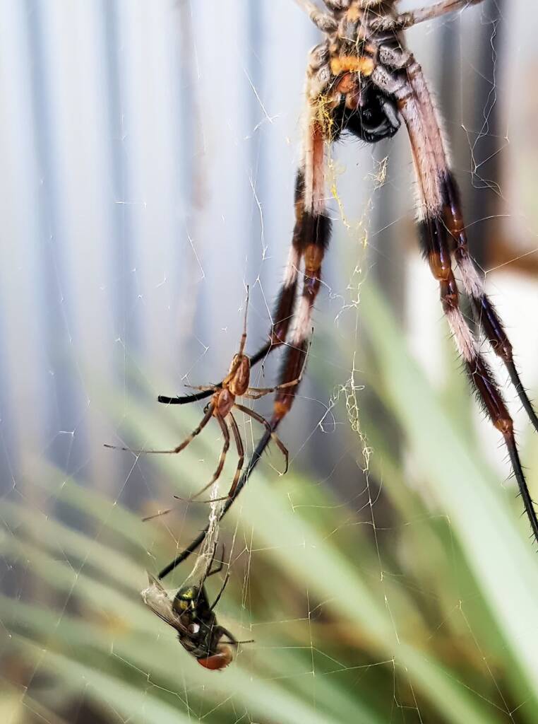 Male and female Australian Golden Orb Weaver Spider (Trichonephila edulis) with fly, Alice Springs NT