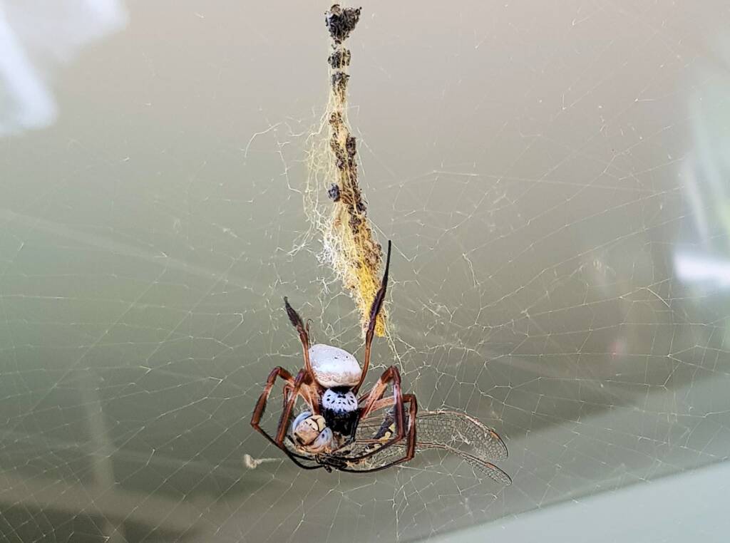 Australian Golden Orb Weaver Spider (Trichonephila edulis) with Tau Emerald Dragonfly (Hemicordulia tau) prey, Alice Springs NT