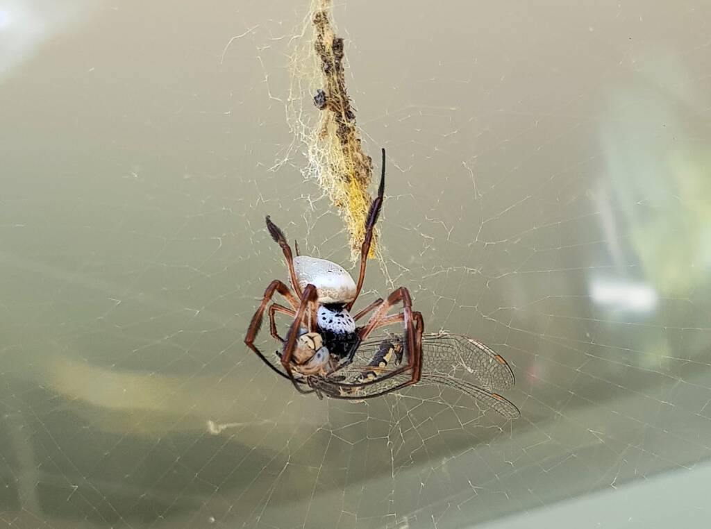Australian Golden Orb Weaver Spider (Trichonephila edulis) with Tau Emerald Dragonfly (Hemicordulia tau) prey, Alice Springs NT