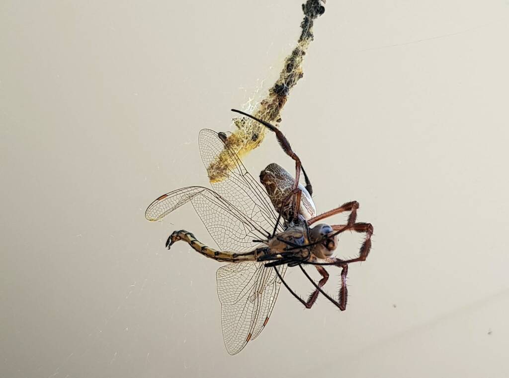 Australian Golden Orb Weaver Spider (Trichonephila edulis) with Tau Emerald Dragonfly (Hemicordulia tau) prey, Alice Springs NT