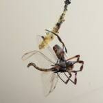 Australian Golden Orb Weaver Spider (Trichonephila edulis) with Tau Emerald Dragonfly (Hemicordulia tau) prey, Alice Springs NT