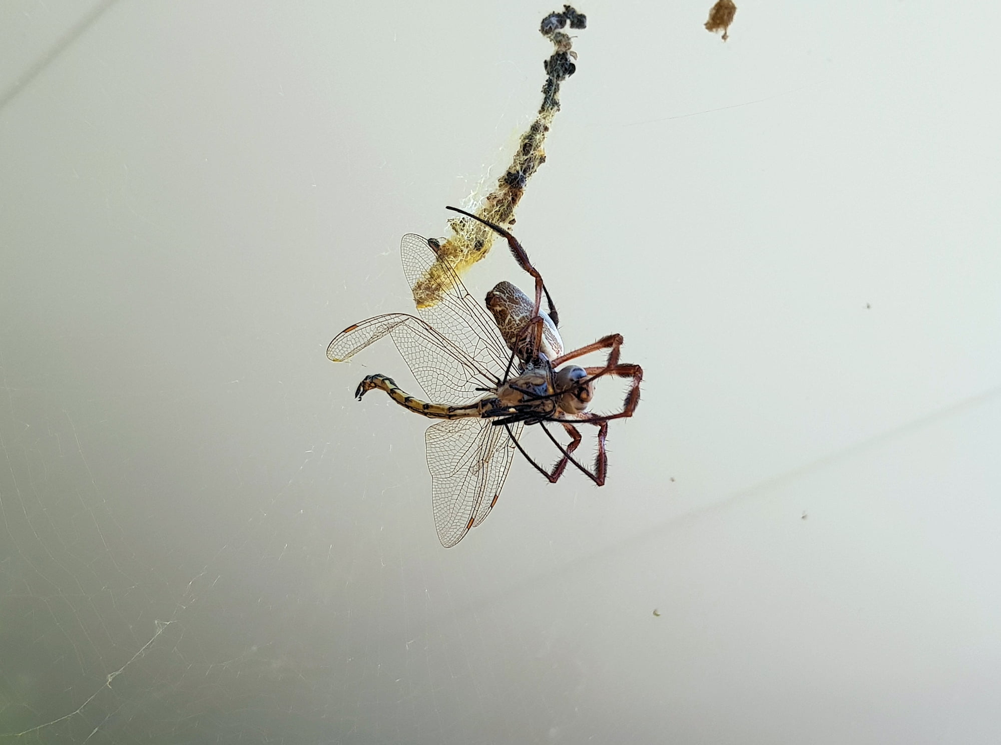 Australian Golden Orb Weaver Spider (Trichonephila edulis) with Tau Emerald Dragonfly (Hemicordulia tau) prey, Alice Springs NT