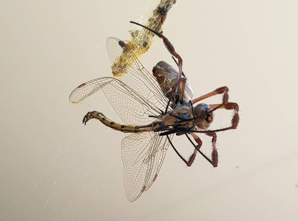 Australian Golden Orb Weaver Spider (Trichonephila edulis) with Tau Emerald Dragonfly (Hemicordulia tau) prey, Alice Springs NT