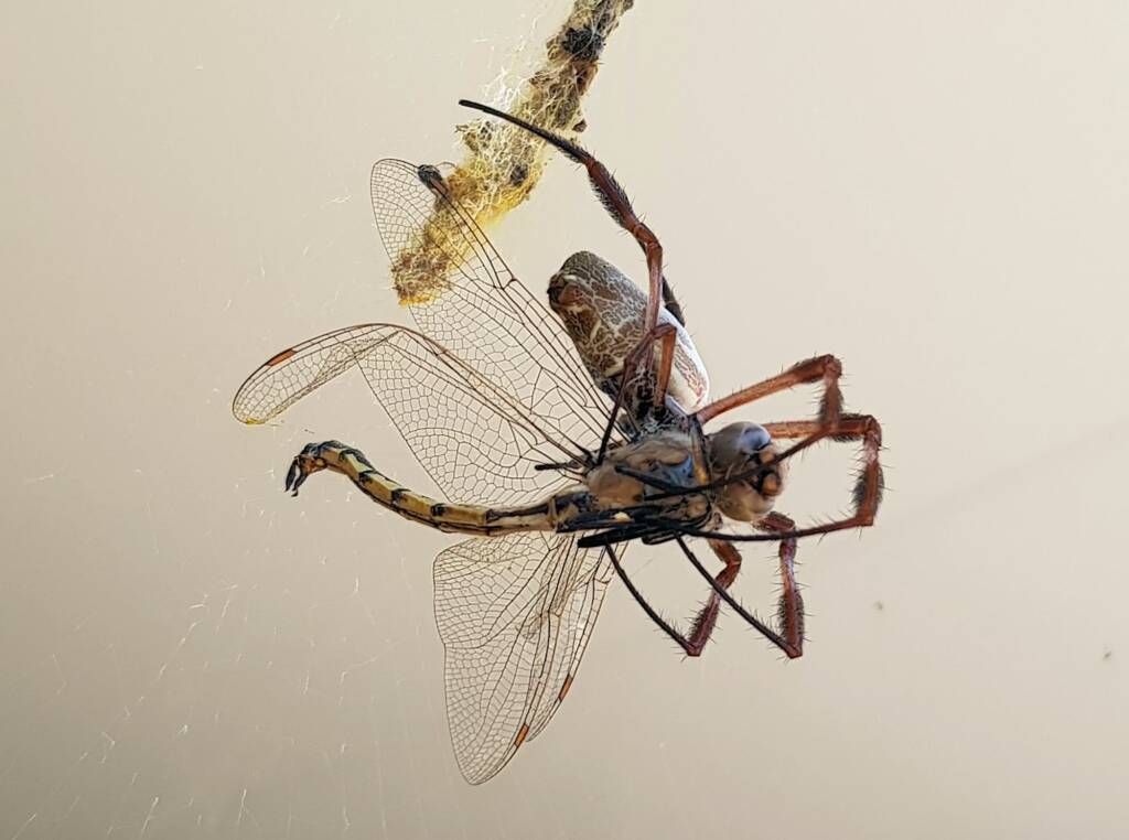 Australian Golden Orb Weaver Spider (Trichonephila edulis) with Tau Emerald Dragonfly (Hemicordulia tau) prey, Alice Springs NT