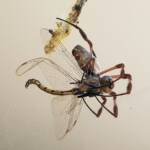 Australian Golden Orb Weaver Spider (Trichonephila edulis) with Tau Emerald Dragonfly (Hemicordulia tau) prey, Alice Springs NT