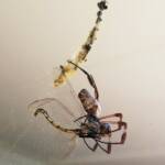 Australian Golden Orb Weaver Spider (Trichonephila edulis) with Tau Emerald Dragonfly (Hemicordulia tau) prey, Alice Springs NT