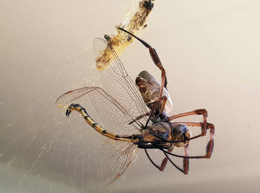 Australian Golden Orb Weaver Spider (Trichonephila edulis) with Tau Emerald Dragonfly (Hemicordulia tau) prey, Alice Springs NT