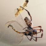 Australian Golden Orb Weaver Spider (Trichonephila edulis) with Tau Emerald Dragonfly (Hemicordulia tau) prey, Alice Springs NT