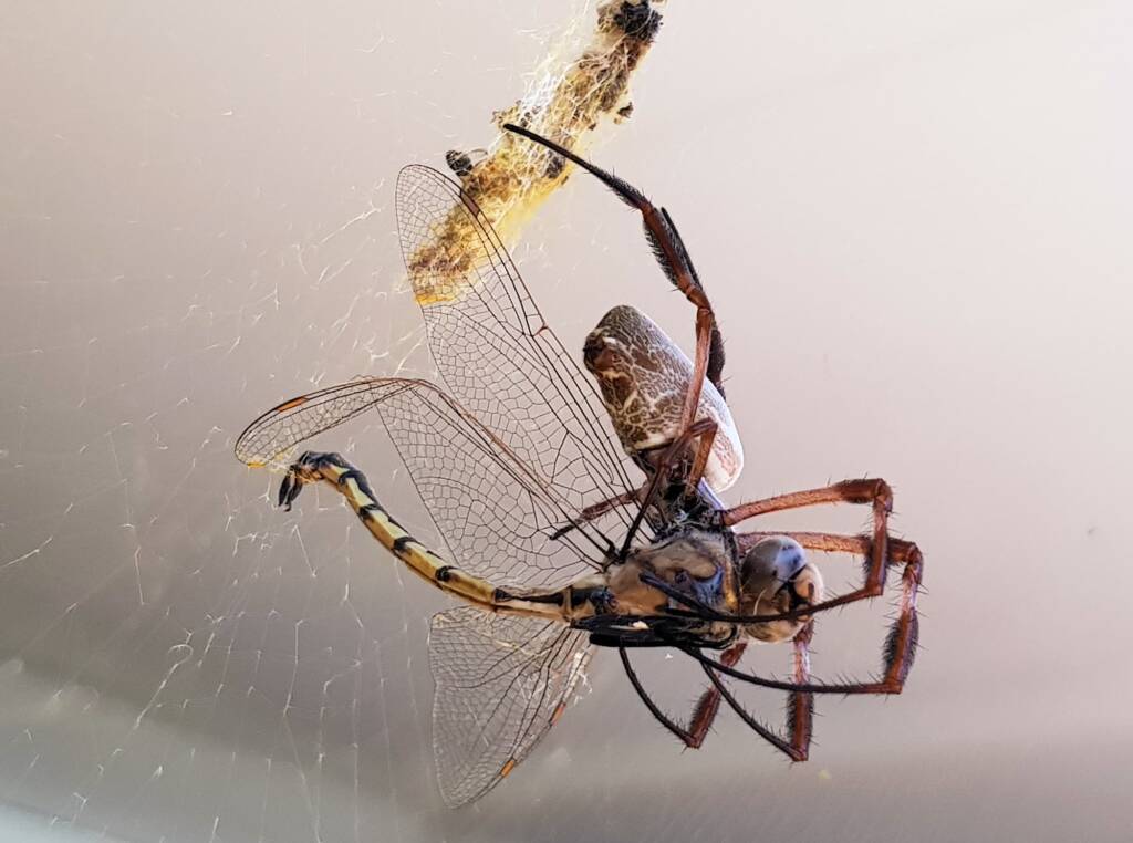 Australian Golden Orb Weaver Spider (Trichonephila edulis) with Tau Emerald Dragonfly (Hemicordulia tau) prey, Alice Springs NT
