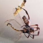 Australian Golden Orb Weaver Spider (Trichonephila edulis) with Tau Emerald Dragonfly (Hemicordulia tau) prey, Alice Springs NT