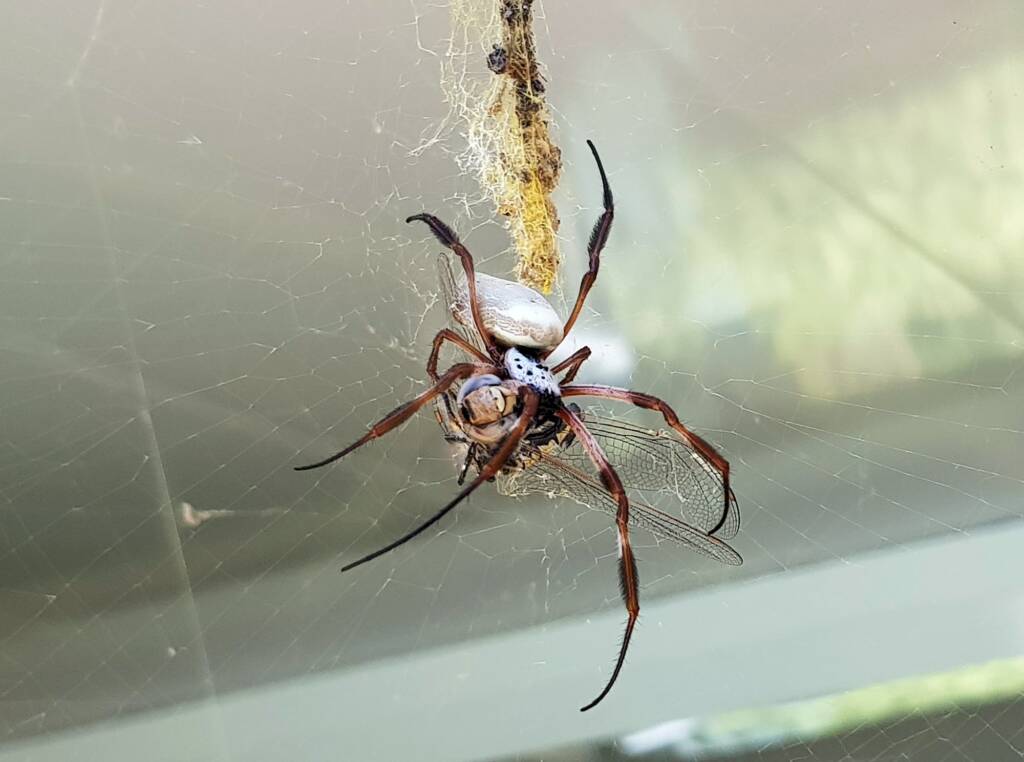 Australian Golden Orb Weaver Spider (Trichonephila edulis) with Tau Emerald Dragonfly (Hemicordulia tau) prey, Alice Springs NT