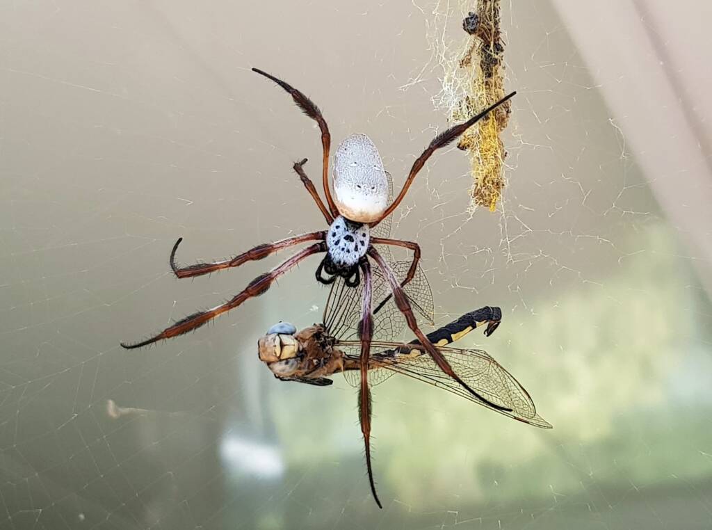 Australian Golden Orb Weaver Spider (Trichonephila edulis) with Tau Emerald Dragonfly (Hemicordulia tau) prey, Alice Springs NT