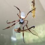 Australian Golden Orb Weaver Spider (Trichonephila edulis) with Tau Emerald Dragonfly (Hemicordulia tau) prey, Alice Springs NT