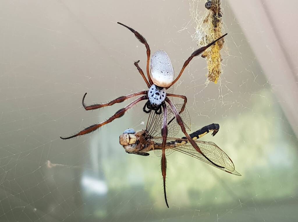 Australian Golden Orb Weaver Spider (Trichonephila edulis) with Tau Emerald Dragonfly (Hemicordulia tau) prey, Alice Springs NT