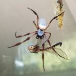 Australian Golden Orb Weaver Spider (Trichonephila edulis) with Tau Emerald Dragonfly (Hemicordulia tau) prey, Alice Springs NT