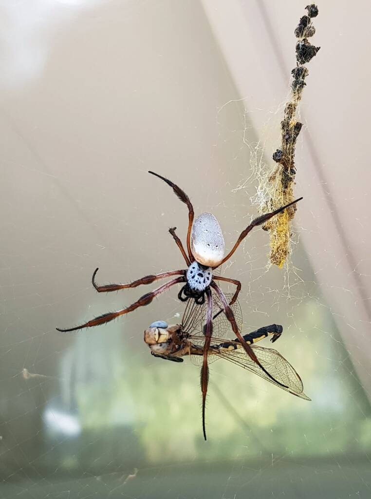 Australian Golden Orb Weaver Spider (Trichonephila edulis) with Tau Emerald Dragonfly (Hemicordulia tau) prey, Alice Springs NT