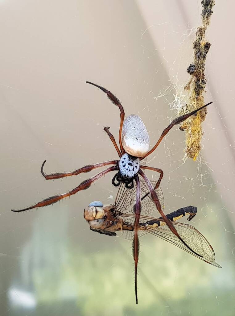 Australian Golden Orb Weaver Spider (Trichonephila edulis) with Tau Emerald Dragonfly (Hemicordulia tau) prey, Alice Springs NT