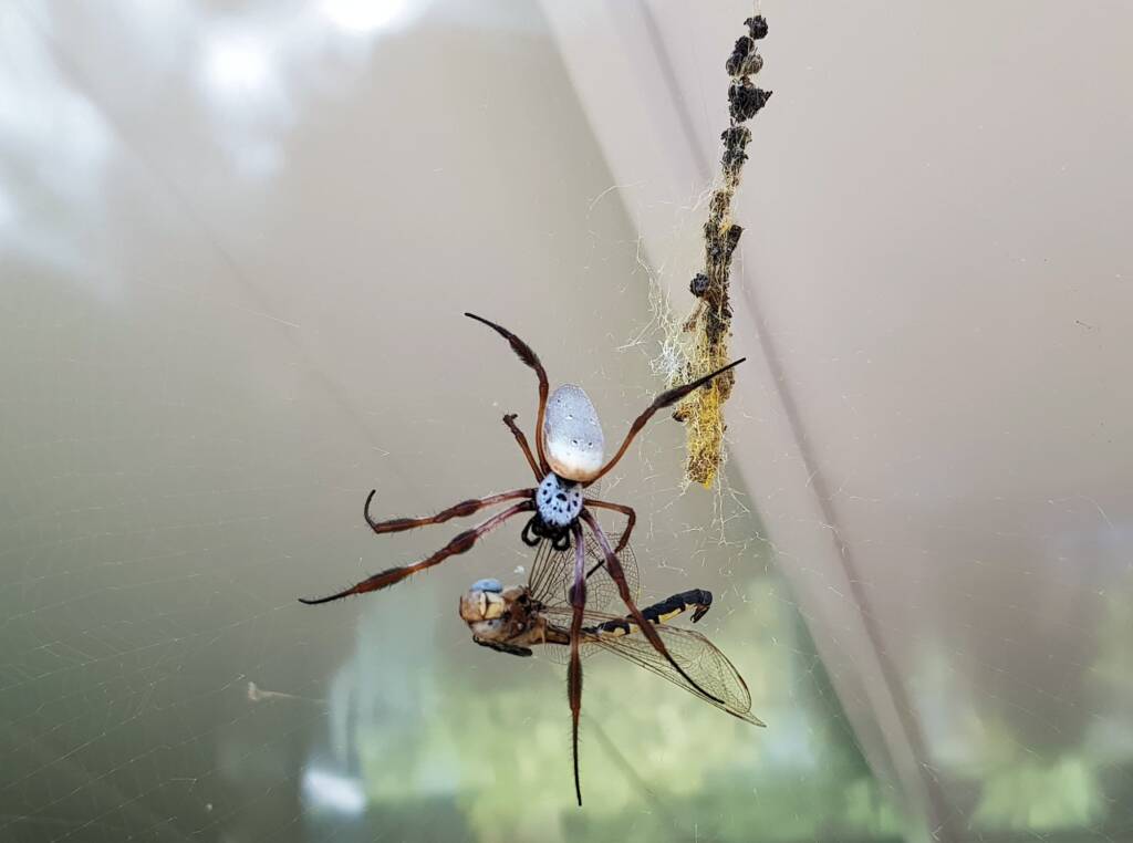 Australian Golden Orb Weaver Spider (Trichonephila edulis) with Tau Emerald Dragonfly (Hemicordulia tau) prey, Alice Springs NT