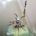Australian Golden Orb Weaver Spider (Trichonephila edulis) with Tau Emerald Dragonfly (Hemicordulia tau) prey, Alice Springs NT