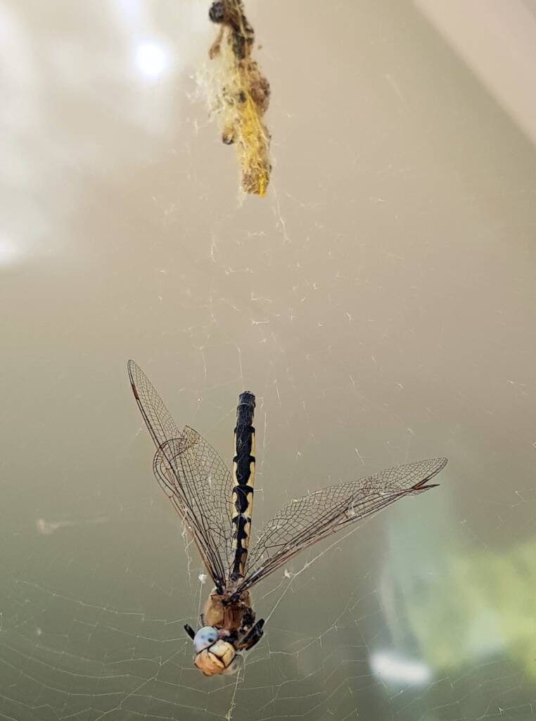 Tau Emerald Dragonfly (Hemicordulia tau) in the web of Australian Golden Orb Weaver Spider (Trichonephila edulis), Alice Springs NT