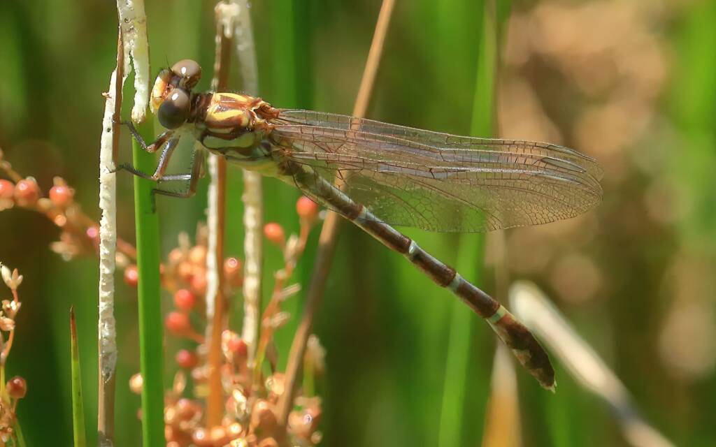Unicorn Hunter Dragonfly female, Tenterfield Creek NSW © Jeff Melvaine