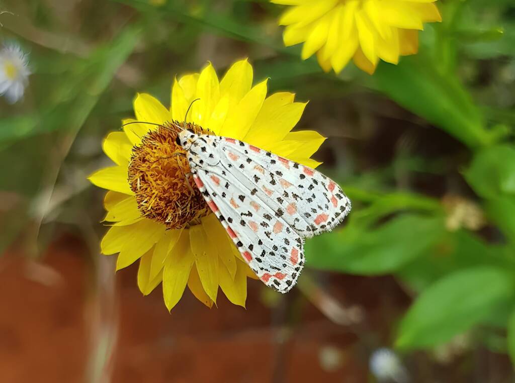 Heliotrope Moth (Utetheisa pulchelloides), Alice Springs Desert Park NT