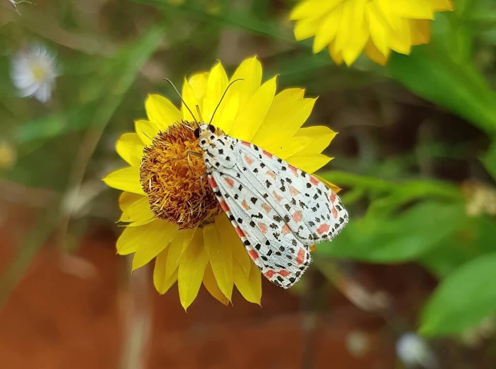 Heliotrope Moth (Utetheisa pulchelloides), Alice Springs Desert Park NT