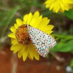 Heliotrope Moth (Utetheisa pulchelloides), Alice Springs Desert Park NT