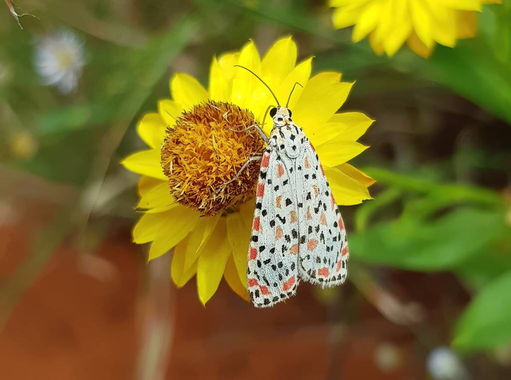 Heliotrope Moth (Utetheisa pulchelloides), Alice Springs Desert Park NT