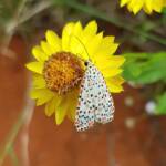 Heliotrope Moth (Utetheisa pulchelloides), Alice Springs Desert Park NT