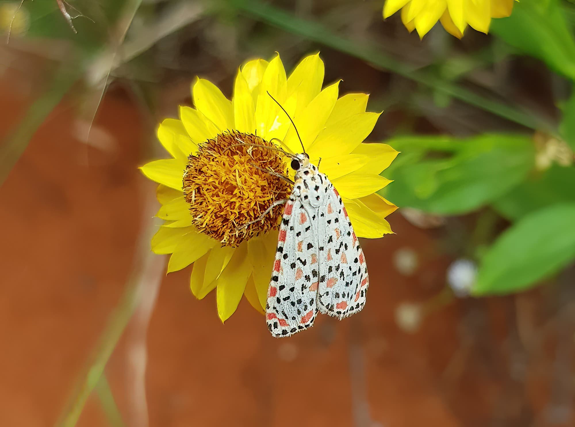 Heliotrope Moth (Utetheisa pulchelloides), Alice Springs Desert Park NT