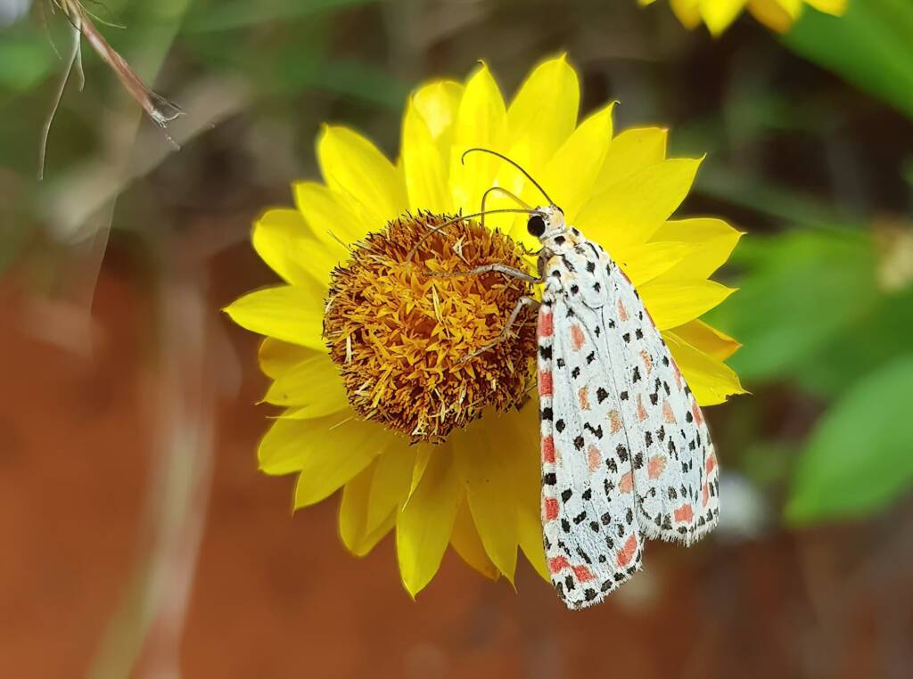 Heliotrope Moth (Utetheisa pulchelloides), Alice Springs Desert Park NT