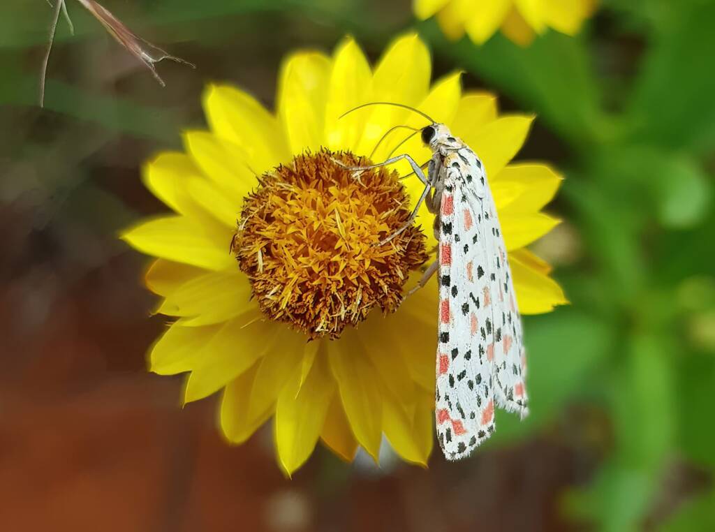 Heliotrope Moth (Utetheisa pulchelloides), Alice Springs Desert Park NT