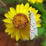 Heliotrope Moth (Utetheisa pulchelloides), Alice Springs Desert Park NT