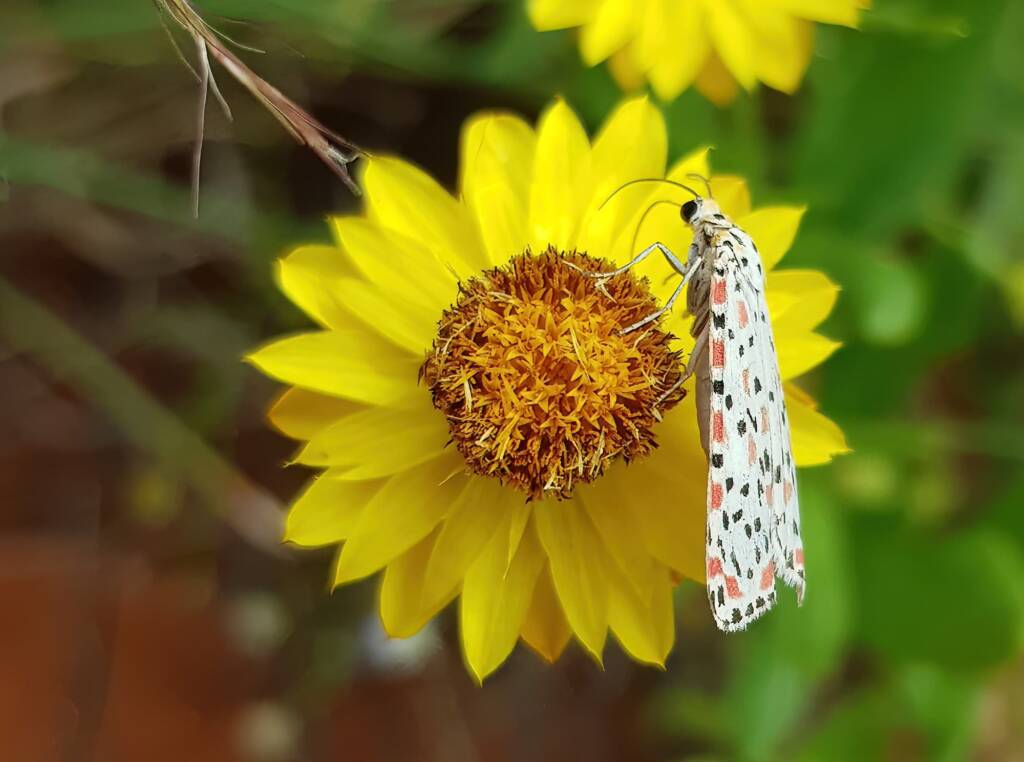 Heliotrope Moth (Utetheisa pulchelloides), Alice Springs Desert Park NT