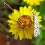 Heliotrope Moth (Utetheisa pulchelloides), Alice Springs Desert Park NT