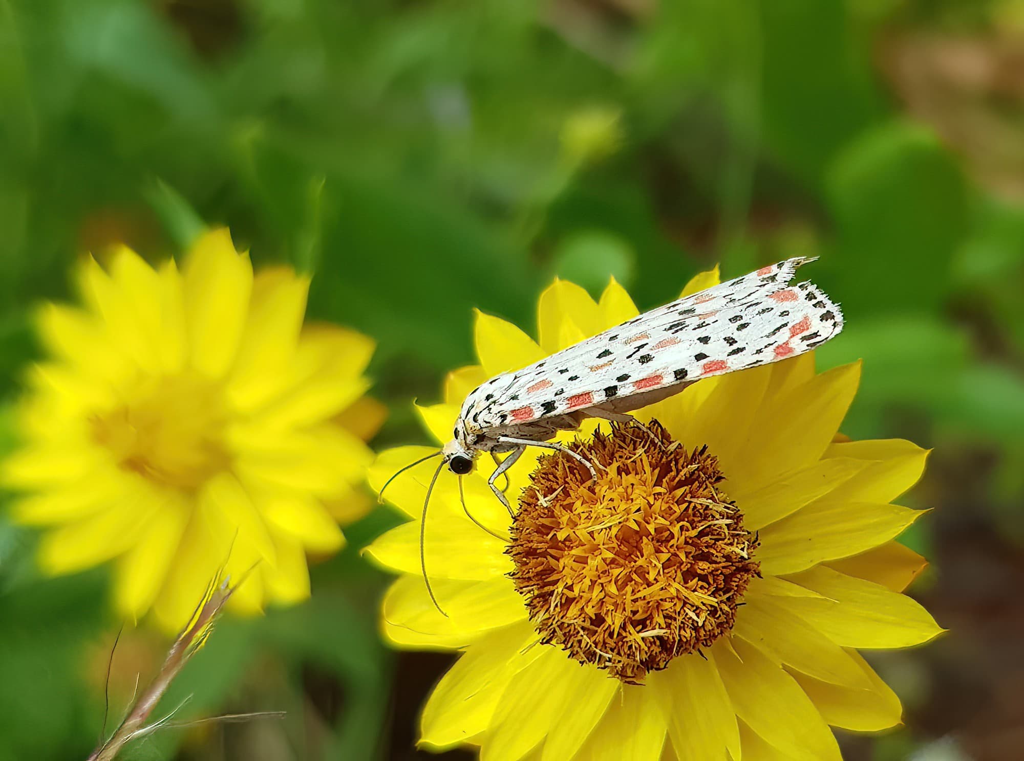 Heliotrope Moth (Utetheisa pulchelloides), Alice Springs Desert Park NT
